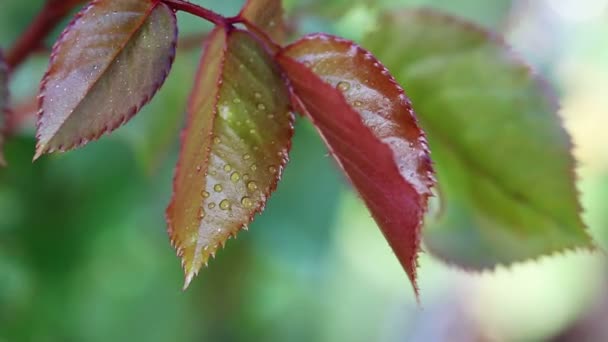 Macro Disparado Hojas Jardín Rosas Fondo Naturaleza — Vídeo de stock