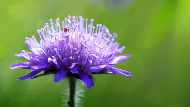 Macro Tiro Uma Flor Milho Azul Formigas — Vídeo de Stock