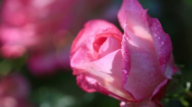 Yeşil arka plan üzerinde izole su damlaları ile pembe gül.