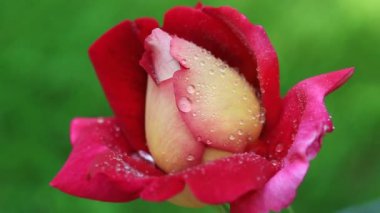 Su damlaları ile kırmızı gül yakın plan. 