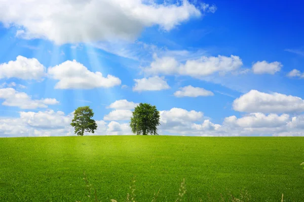 yeşil çayır ve ağaçlarda bulutlu gökyüzü günbatımı.