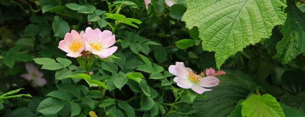 Kwiat Pink Rose Hip Zbliżenie Bush Tle Kwiatów — Zdjęcie stockowe