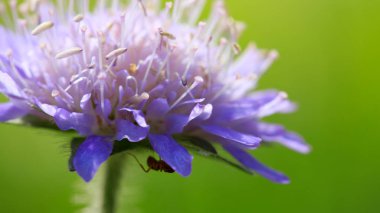 Makro çekim üzerinde yeşil arka plan izole mavi bir peygamber çiçeği.