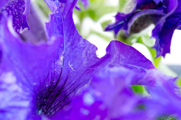 Petúnie Fialová Květina Kapky Vody Makro Snímek — Stock fotografie