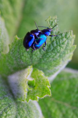 Pire böceği. Yeşil nane yaprağı üzerinde iki metalik böceği.