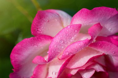 Pembe gül tatlı su ile bırakır. Tatil kartı.