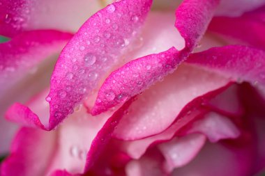 Pembe gül tatlı su ile bırakır. Tatil kartı.