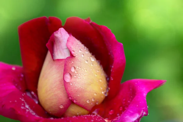 Red Rose Closeup Water Drops Holiday Card — Stock Photo, Image