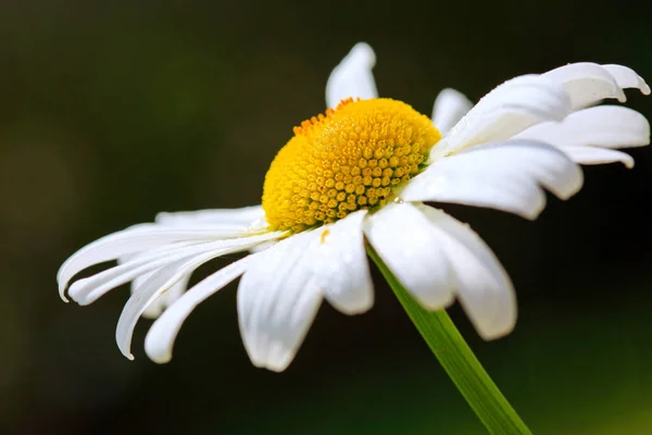 Fond Estival Fleur Marguerite Blanche Lumière Coucher Soleil — Photo