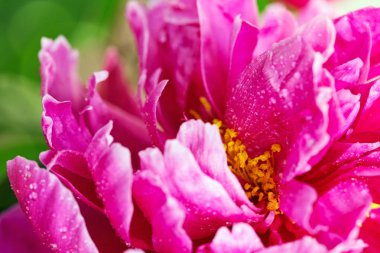 Pembe şakayık closeup su damla ile. Tatil kartı.