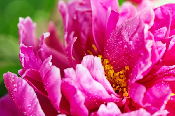 Pembe şakayık closeup su damla ile. Tatil kartı.