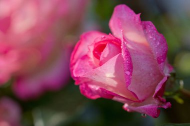 Pembe gül tatlı su ile bırakır. Tatil kartı.