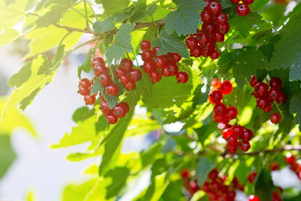 Ein Bund rote Johannisbeeren auf einem Zweig. — Stockfoto