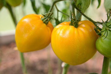 Taze turuncu Rus domates bitki üzerinde.