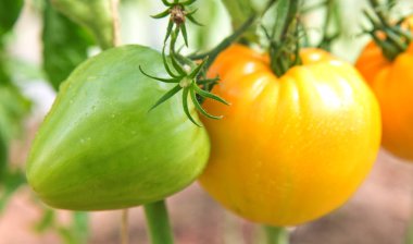 Taze turuncu Rus domates bitki üzerinde.