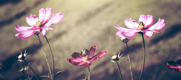 Roze kosmos bloemen en bijen. — Stockfoto