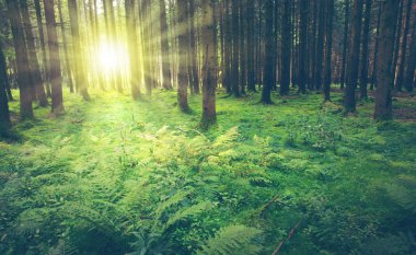 Güneş ışığıyla yaz ormanı.