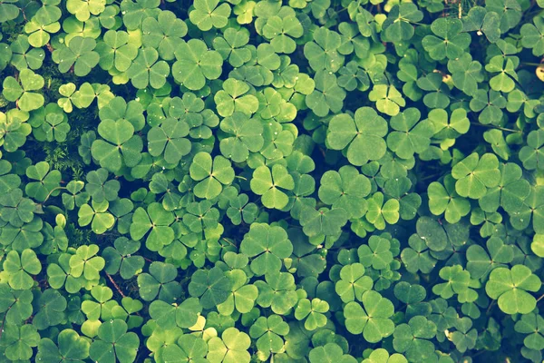 Leaf clover arka plan. — Stok fotoğraf