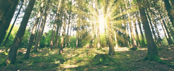 Slunce svítí mezi stromy v borovém lese. — Stock fotografie
