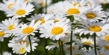 Beyaz papatya arkaplanı.