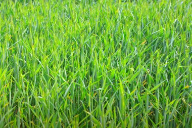 yeşil buğday tarlası arkaplanı.