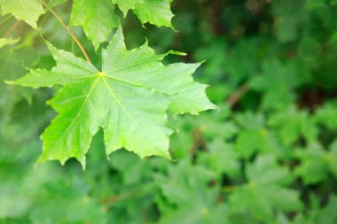 Yeşil akçaağaç yapraklarına Macro shot.