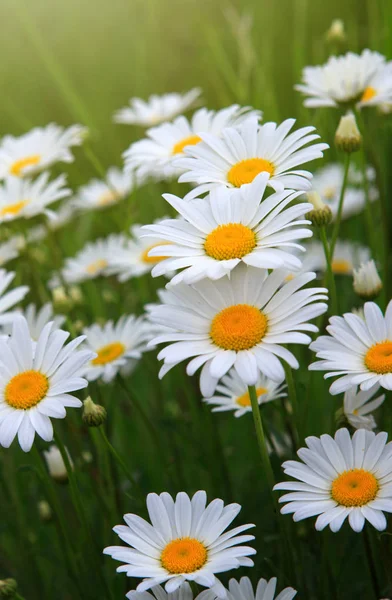 Vita prästkragar i sommardag. — Stockfoto