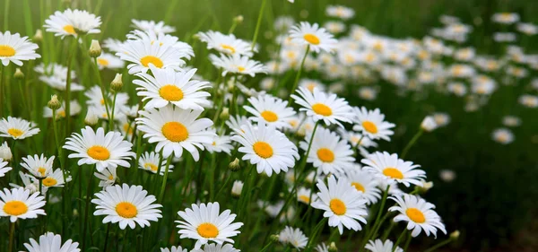 White daisies in the summer day. — Stock Photo, Image