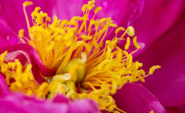 Gün batımında beyaz papatya çiçeği Macro shot 'ı.
