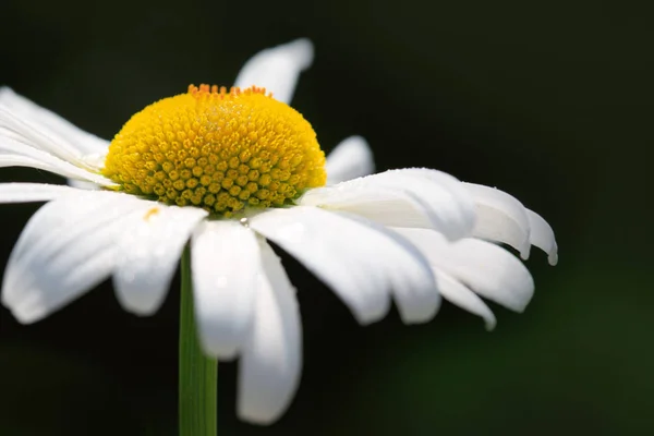 Macro Plan de fleur de marguerite blanche à la lumière du coucher du soleil. — Photo