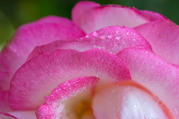 Rosa rosa primer plano con gotas de agua. — Foto de Stock