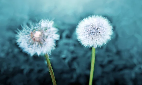 Wit paardebloem geïsoleerd op groen. — Stockfoto