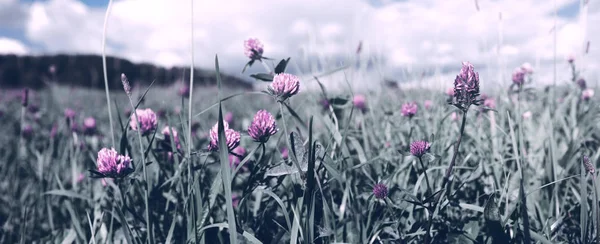Trevo flores na grama isolado . — Fotografia de Stock