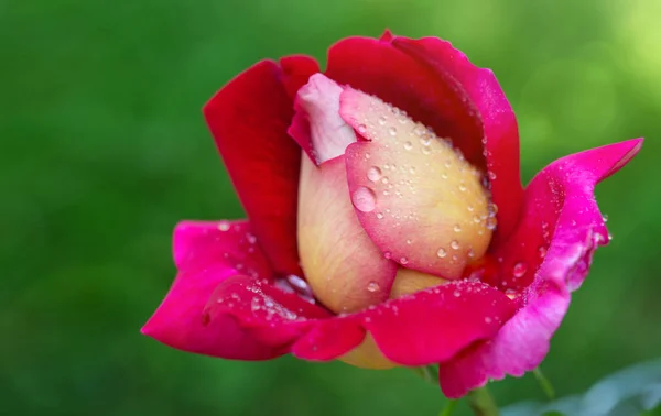 グリーンに分離された赤いバラのクローズ アップ. — ストック写真