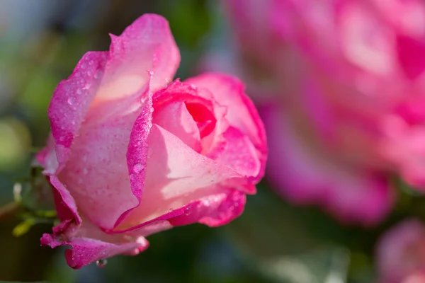 Rosa ros i sommarträdgården. — Stockfoto