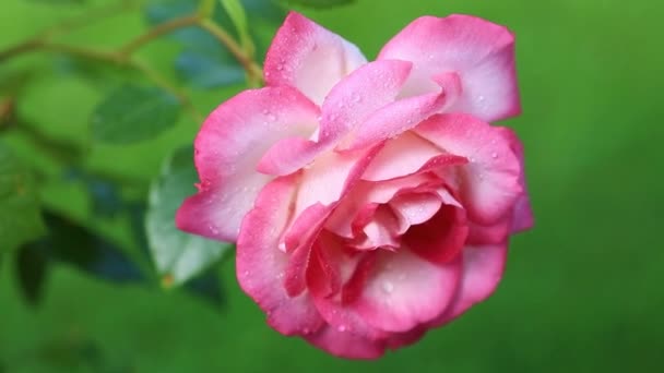 Rosa Rose Mit Wassertropfen Auf Grünem Hintergrund — Stockvideo