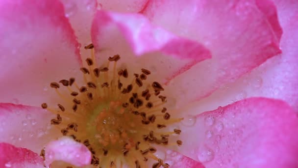 Roze Roos Met Waterdruppels Geïsoleerd Groene Achtergrond — Stockvideo