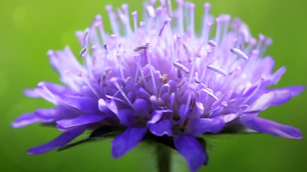 Макро Знімок Синьої Квітки Ізольовано Зеленому Фоні — стокове відео