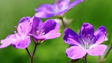 Vahşi pembe çiçek yeşil izole arka plan bulanıklık.