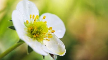 Yeşilde tek bir çilek çiçeğinin yakın çekimi..