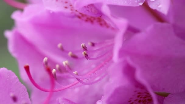 Närbild Vackra Rosa Azalea Blommor Våren — Stockvideo