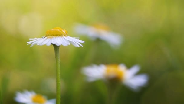 Close Van Blooming Witte Madeliefjes Bloemen Bloemen Achtergrond — Stockvideo