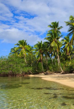 Karayip Denizi ve yeşil palmiye ağaçları.