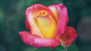 Pembe - su damlaları ile sarı gül.