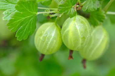Taze yeşil bektaşi.