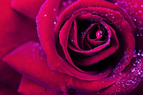 A víz csepp vörös rózsa Vértes. — Stock Fotó