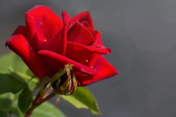 Rosa Roja con gota de agua . — Foto de Stock