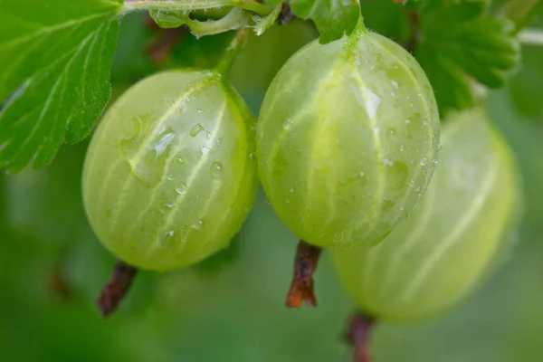 Färska gröna krusbär. — Stockfoto