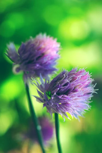 Fioletowe kwiaty szczypiorku. — Zdjęcie stockowe