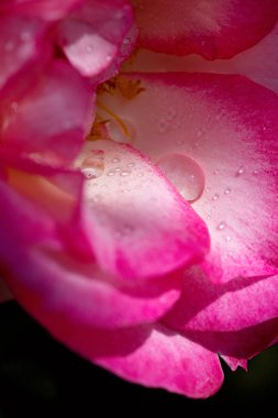 Watwr damla ile pembe gül portre.